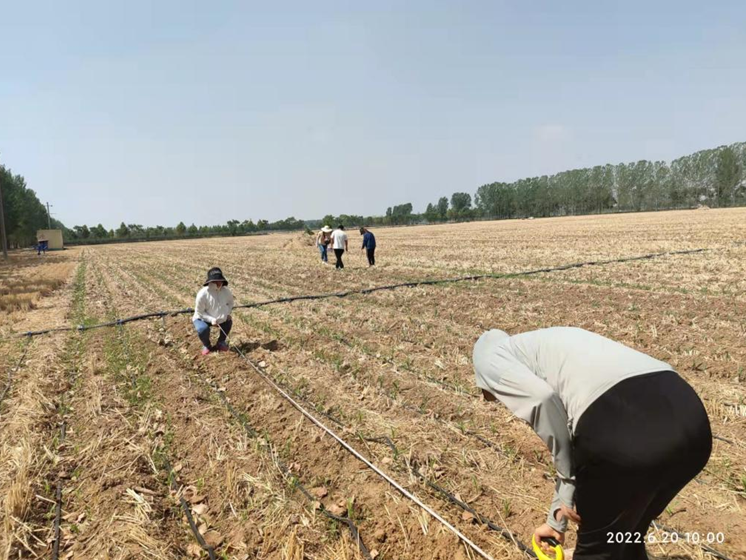 漯河市农业机械技术中心开展玉米密植高产田间调查活动
